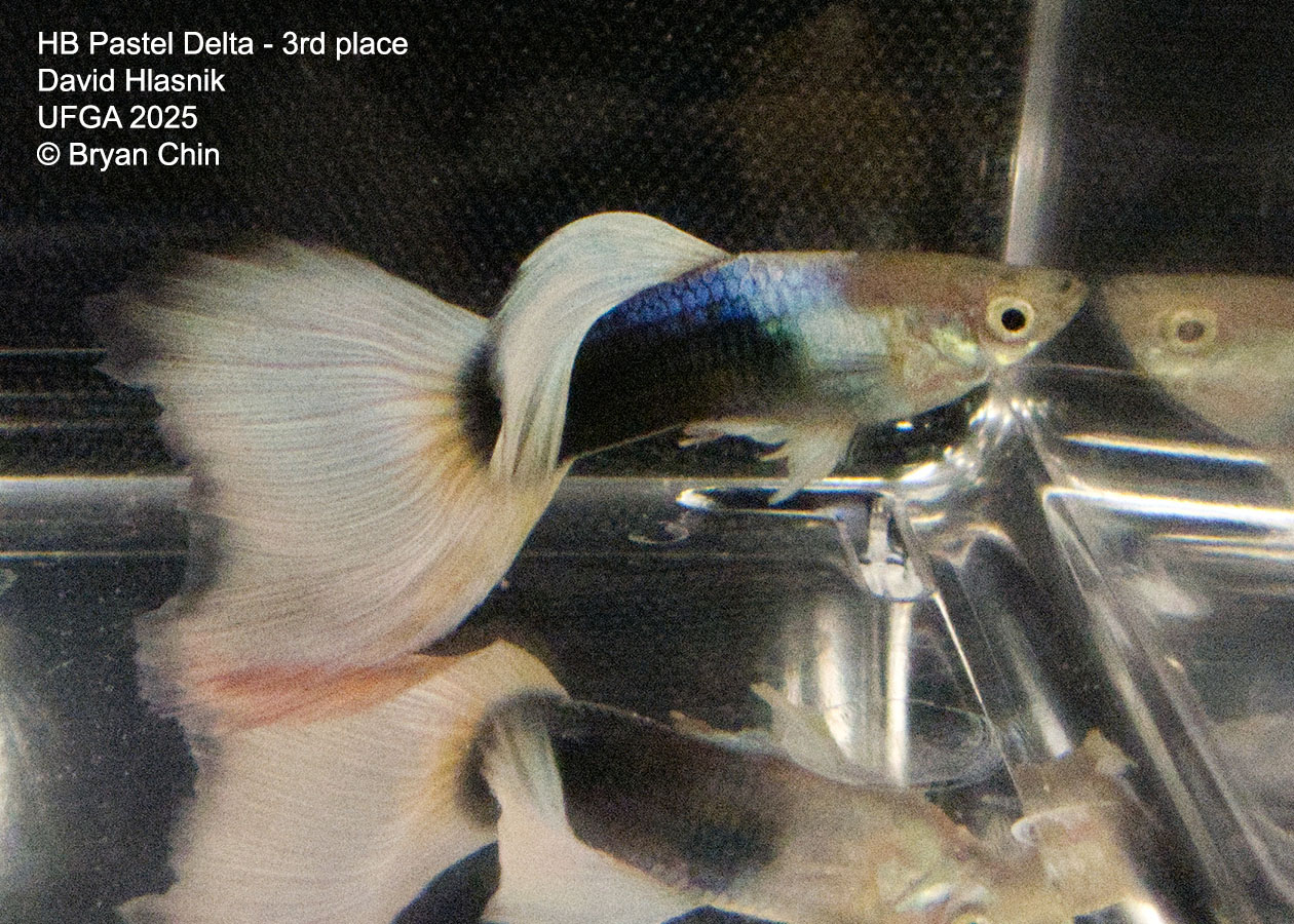 Guppy HB Pastel